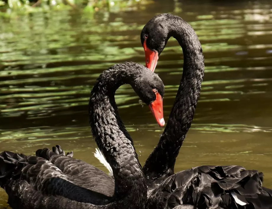 Северна Корея ще се спасява от глад с месо от черни лебеди