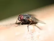 С тази домашна мухоловка няма да видите муха вкъщи цяло лято