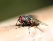 5 лесни начина как да се справим с мухите в къщата