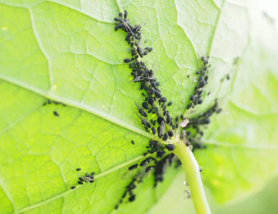 Само с 1 пръскане ще се избавите от листните въшки благодарение на този бабин лек