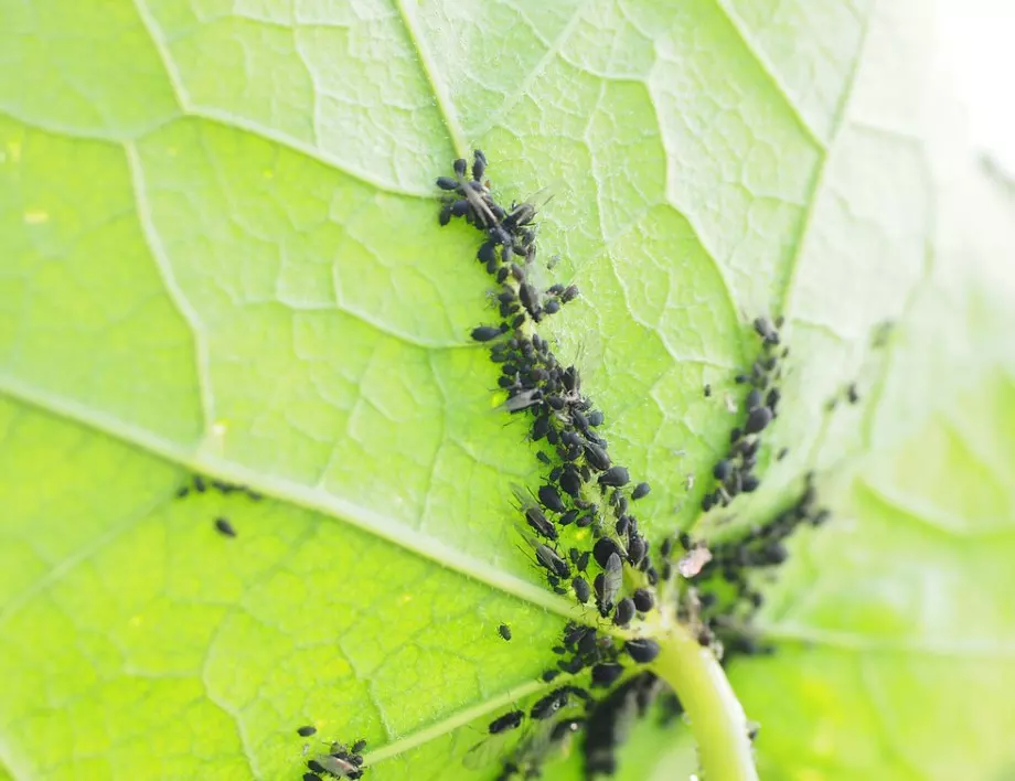 Листни въшки по РОЗИТЕ: Методи, които да опитате