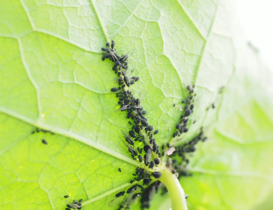 Действа до минути: Домашния разтвор, който с лекота премахва листните въшки