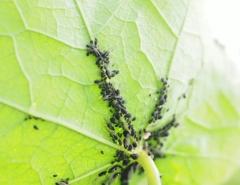 Ефективно отстранете листните въшки от градината с ПЕЛИН - лесно и бързо