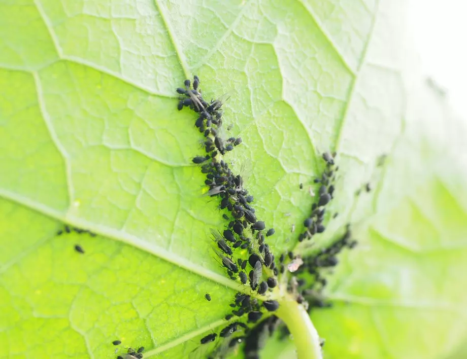 Лек НОМЕР 1 против листни въшки