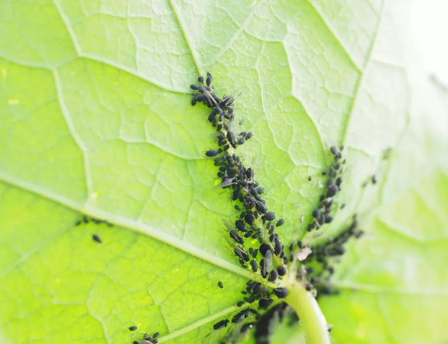 Спасете реколтата си от листни въшки с този ефективен разтвор - нужно е само 1 прилагане