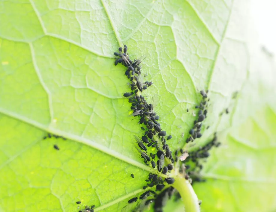 Икономично решение за листните въшки само с едно пръскане