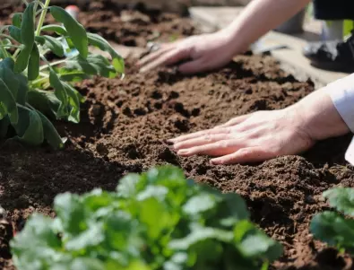 Страхотни трикове, които всеки градинар трябва да знае