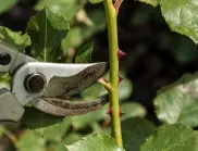  Размножаване на рози - в този момент им е времето 