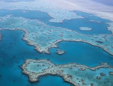 Климатичните промени: Големият бариерен риф е вече напълно обезцветен