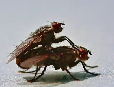 Гъба превръща мъжките мухи в некрофили