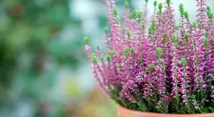 Цветята, които ще оцелеят в градината и през зимата