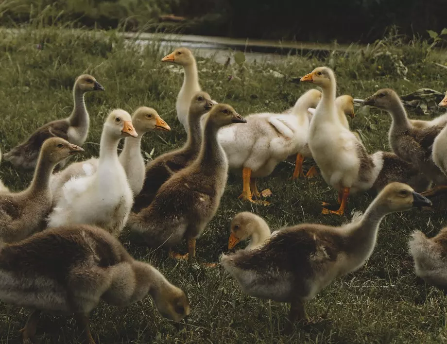 Птичи грип във Франция, правителството взема мерки 