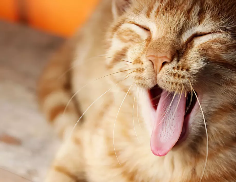 Знаете ли, че котките могат да имитират човешки глас?