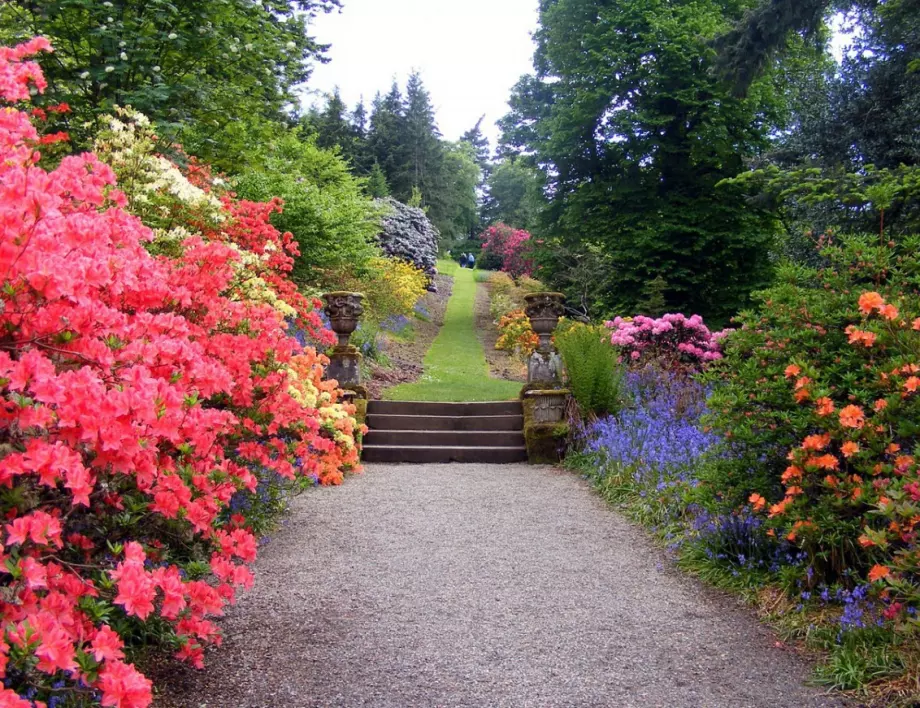 Храсти-джуджета, подходящи за градината