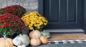 Трикове и грешки при гледането на хризантеми