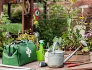  Кои са най-честите заболявания по цветята 