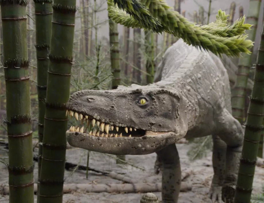 Как щеше да изглежда планетата, ако не се бяха появили хората?