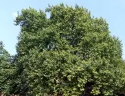  Пет вековни дървета са оповестени за предпазени 