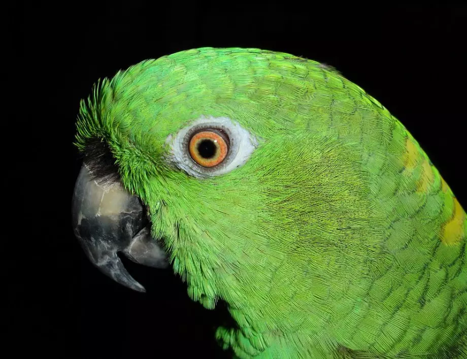 Аржентина: 100 папагала в багажника на кола откриха от полицията (ВИДЕО)