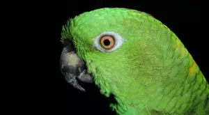 Виц на деня: Блондинки влизат в зоо магазин