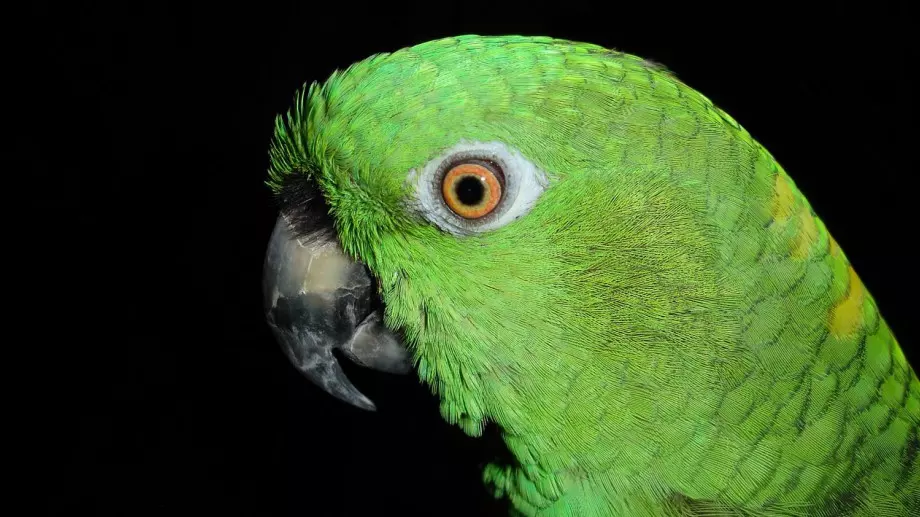 Виц на деня: Блондинки влизат в зоо магазин