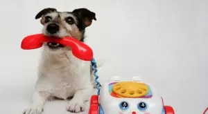 The Guardian: Във Великобритания създадоха прототип на телефон за кучета 