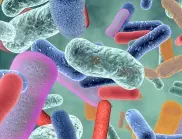 Откриха рекордно голяма бактерия, дълга колкото човешка мигла (ВИДЕО)
