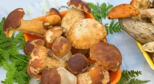 Манатарките стигнаха рекордно висока цена