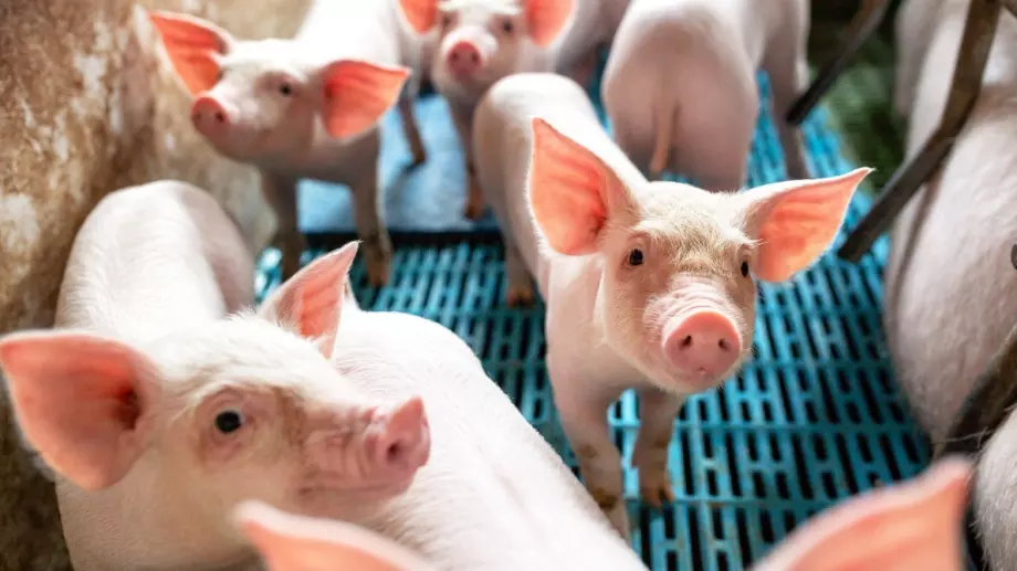 Brexit съсипа свиневъдството във Великобритания