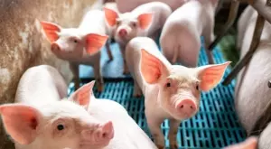 70% от свинското месо на българския пазар е некачествен внос от Западна Европа