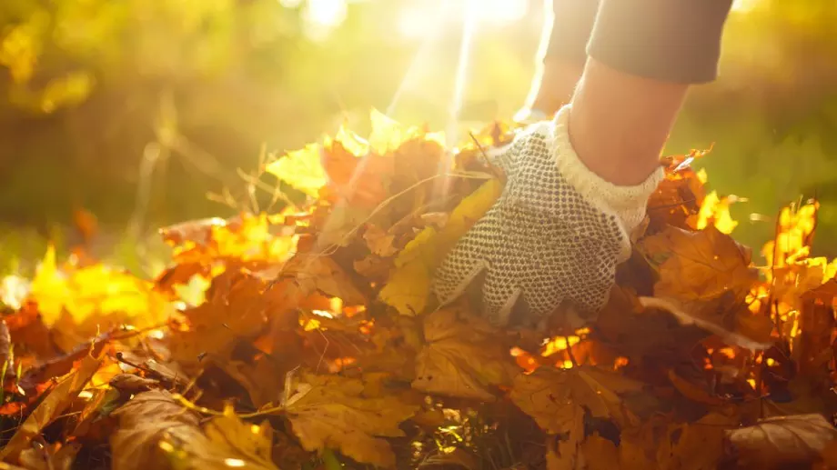 НЕ чистете падналите листа, те крият огромни ползи. Ето какви 