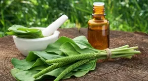 Живовляк – полезните свойства на растението