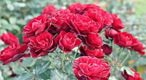5 неща, които задължително трябва да направите с розите преди зимата