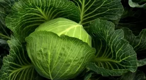 Перфектните зелки за приготвяне на хрупкаво кисело зеле се познават по това