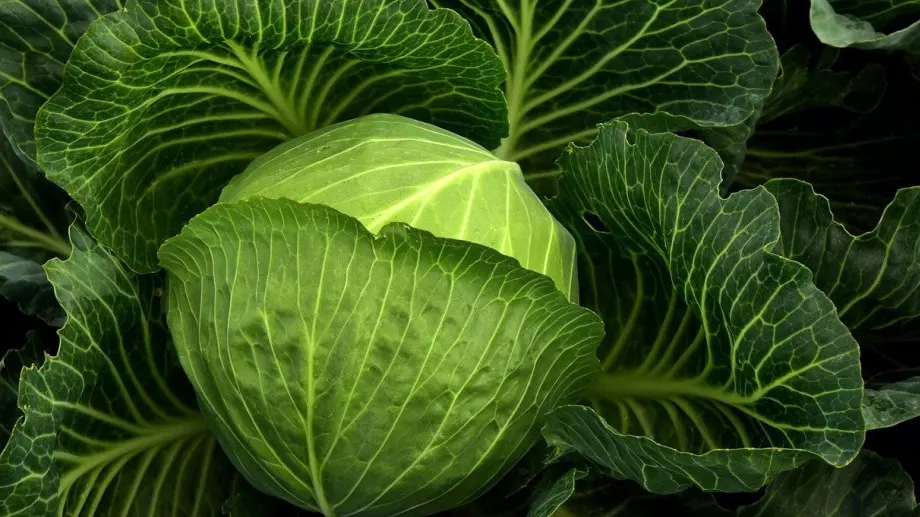 Перфектните зелки за приготвяне на хрупкаво кисело зеле се познават по това