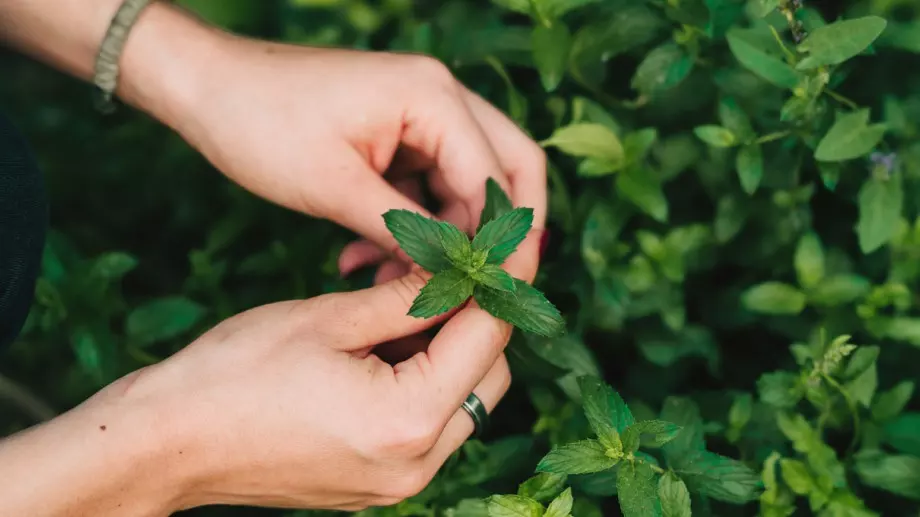 За тези хора ментата е вредна