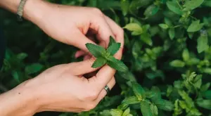 Мента или джоджен: Каква е разликата?