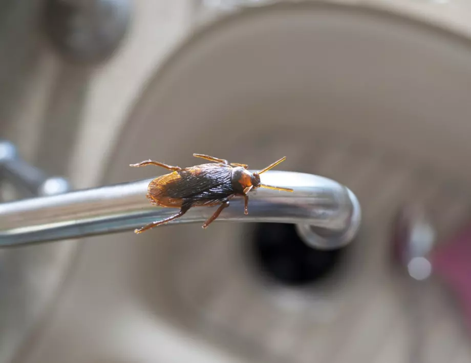Ето как експертите се справят с хлебарките вкъщи