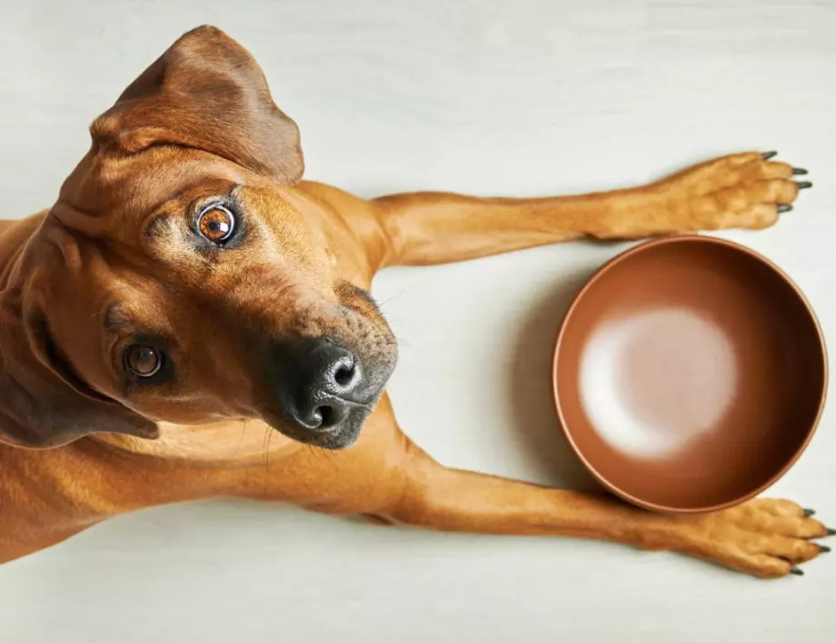 5 храни, които може да бъдат смъртоносни за кучето ви