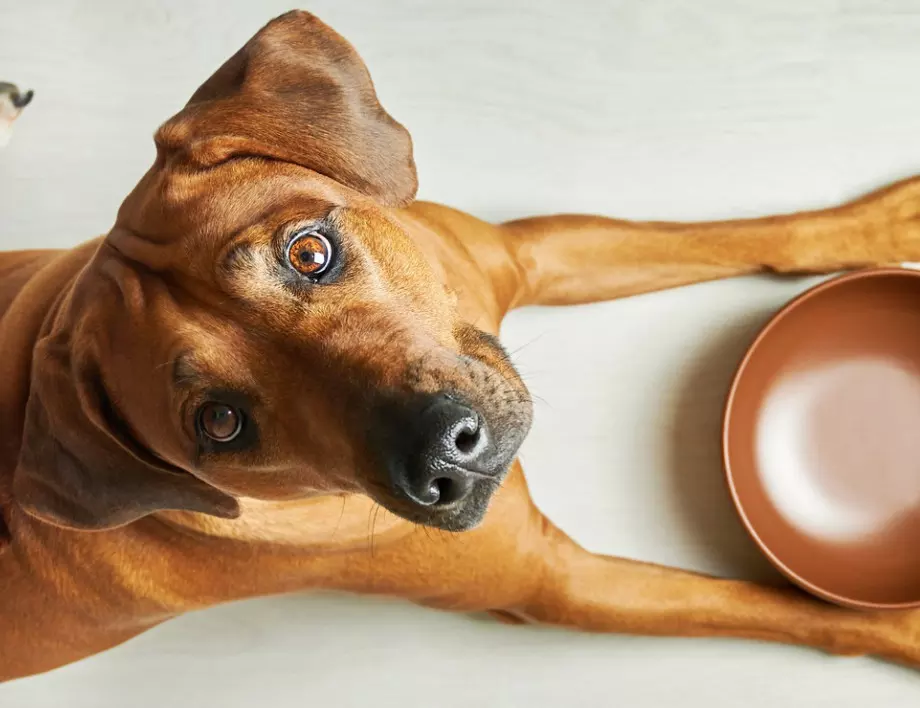 Кога се храни кучето - преди или след разходка?