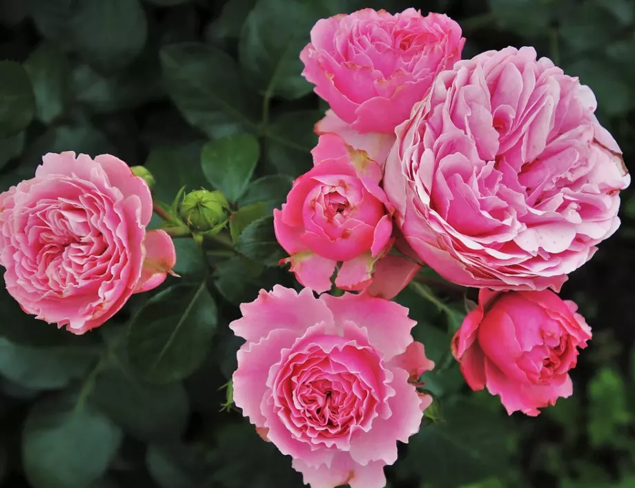 5 задължителни процедури, които трябва да направите след цъфтенето на розите