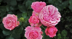 Ако искате розите да цъфтят до септември, полейте ги с това