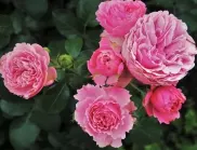Защо хитрите градинари засаждат рози в лозята?