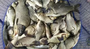 На прага на Никулден: Колко струва рибата и как правилно да я изберем?