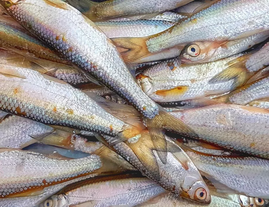 Утре ще бъдат изгорени над 20 тона мъртва риба от рибарниците в Искрец
