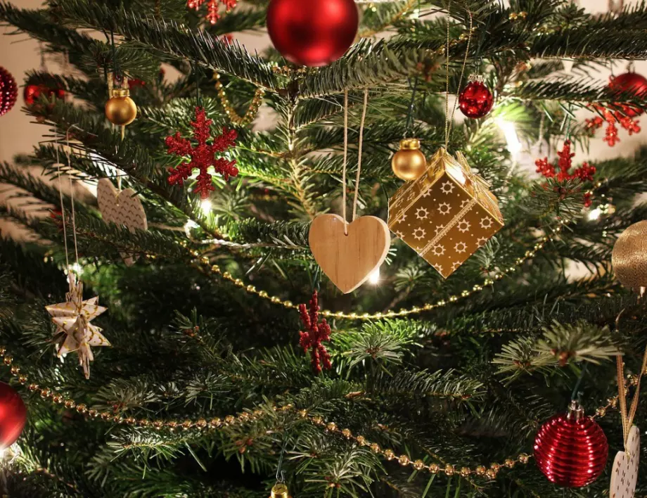 Кой е най-издръжливият вид коледно дръвче