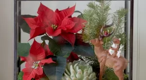 Родената в Мексико коледна звезда поинсетиа е сред най популярните растения