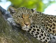 COVID плъзна и сред дивите индийски леопарди 