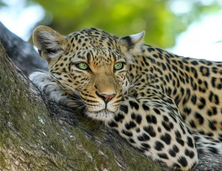 COVID плъзна и сред дивите индийски леопарди 