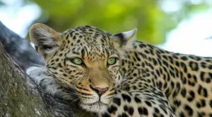 Азиатски гепард от изчезнал вид роди 4 бебета (ВИДЕО)